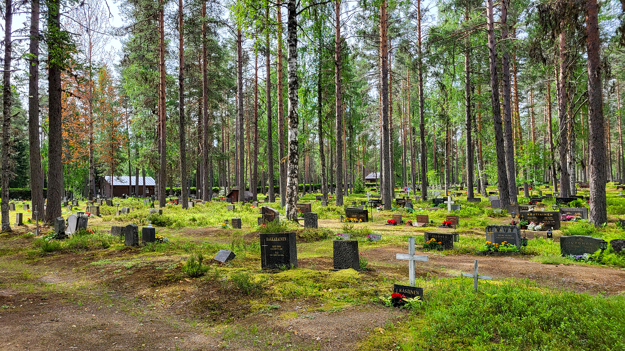 Mäntyjen keskellä on hautakiviä ja kukkaistutuksia.