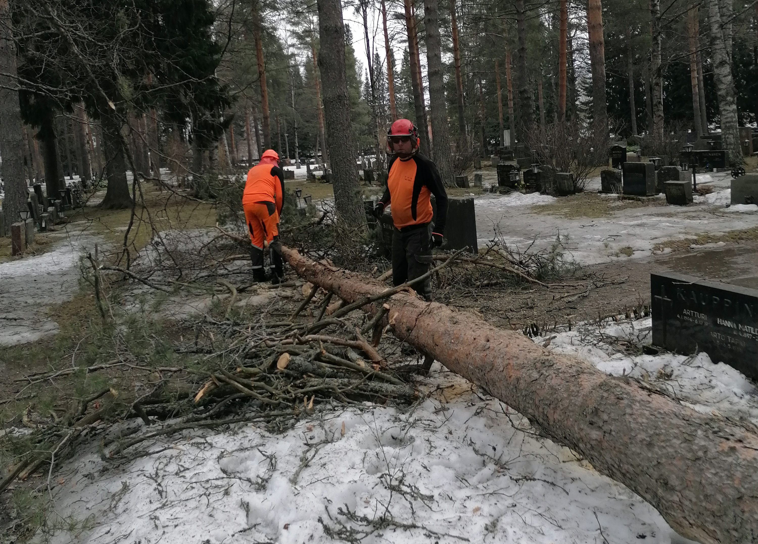 Kaksi kypärin ja työasuin varustautunutta miestä Joensuun hautausmaalla kaadetun puun luona.