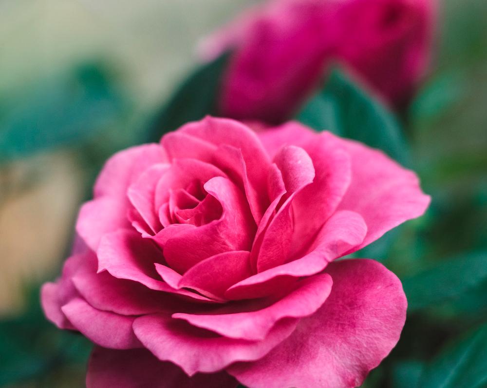 Vaaleanpunainen ruusu lähikuvassa.